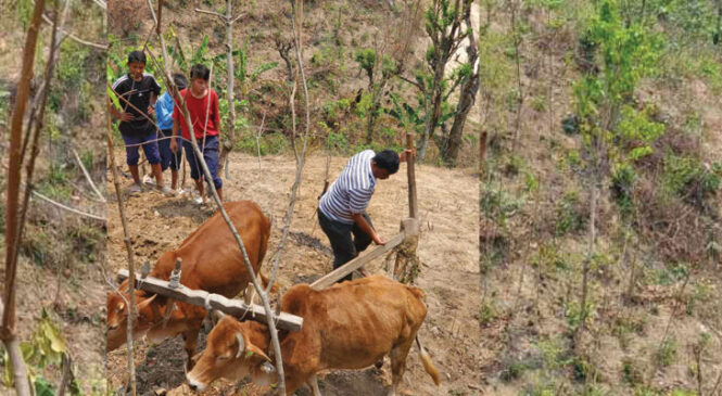 सफलता तर्फः पढ्दै कमाउँदै शिक्षा कार्यक्रम