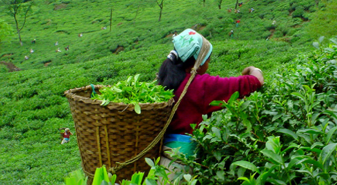 नेपालमै देशमै पहिलो पटक चिया सम्बन्धी अध्ययन हुने